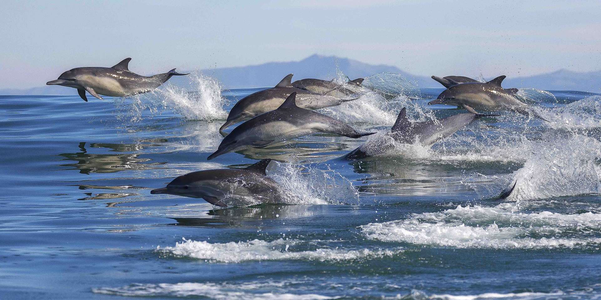 Watch dolphins swimming up close with our Eco Cruise in Tauranga